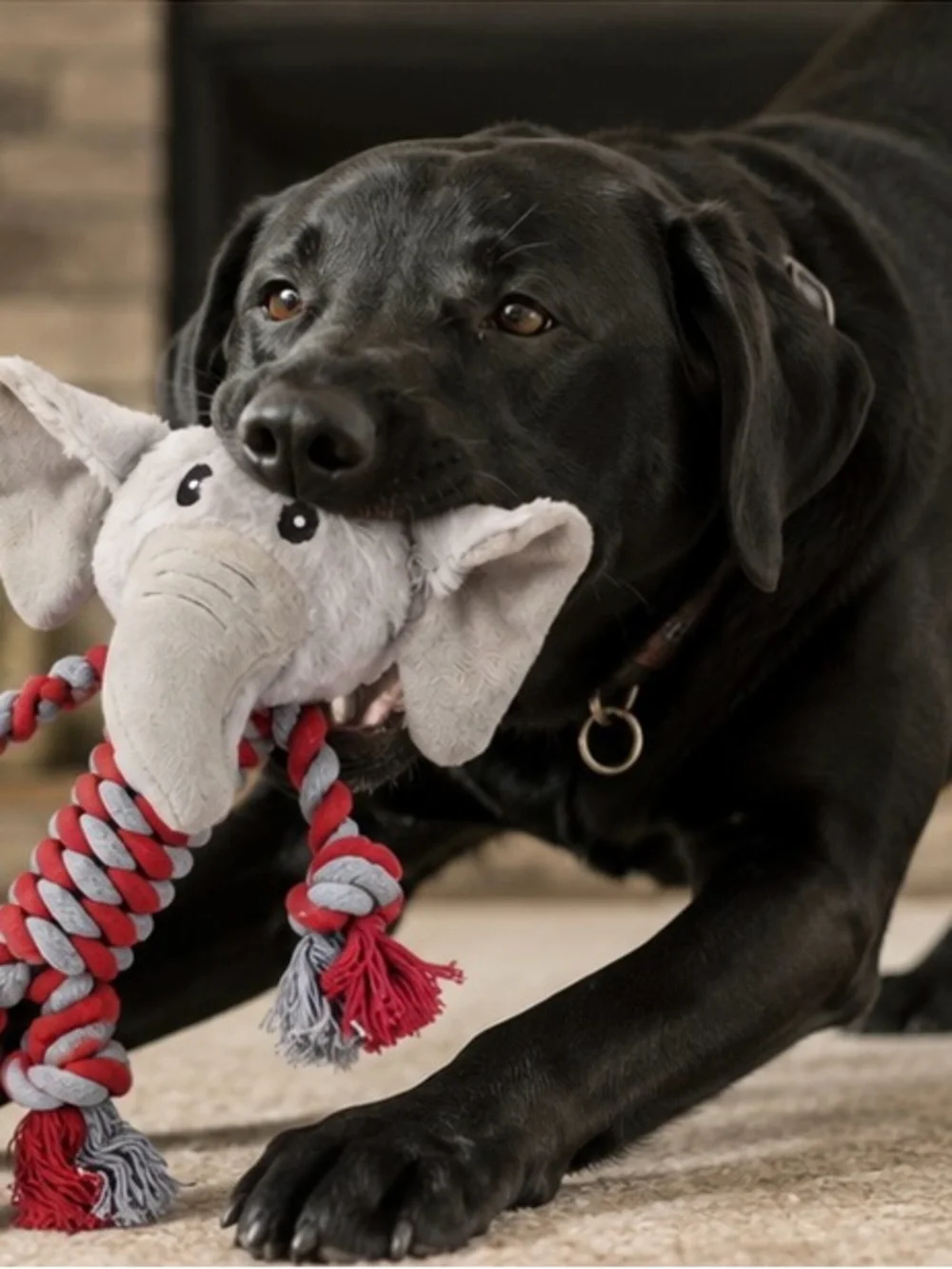 Durable Rope Dog Toy - Pets Dog